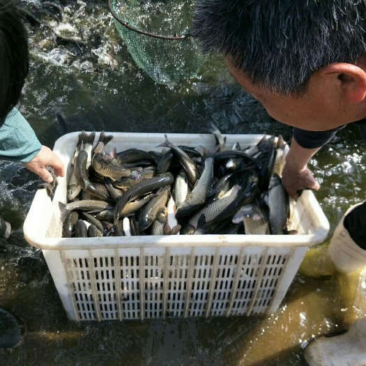 泰安草鱼苗