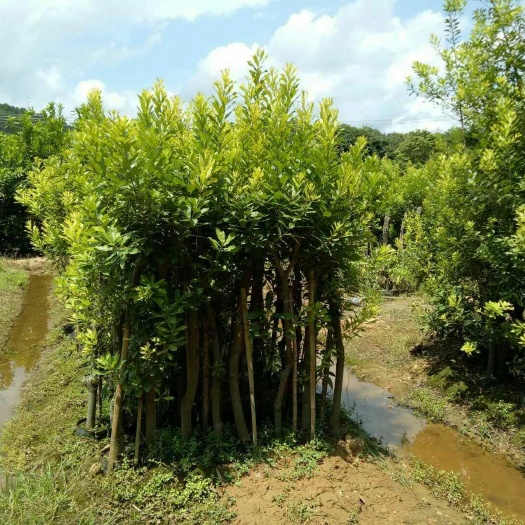 灵山县东魁杨梅树苗