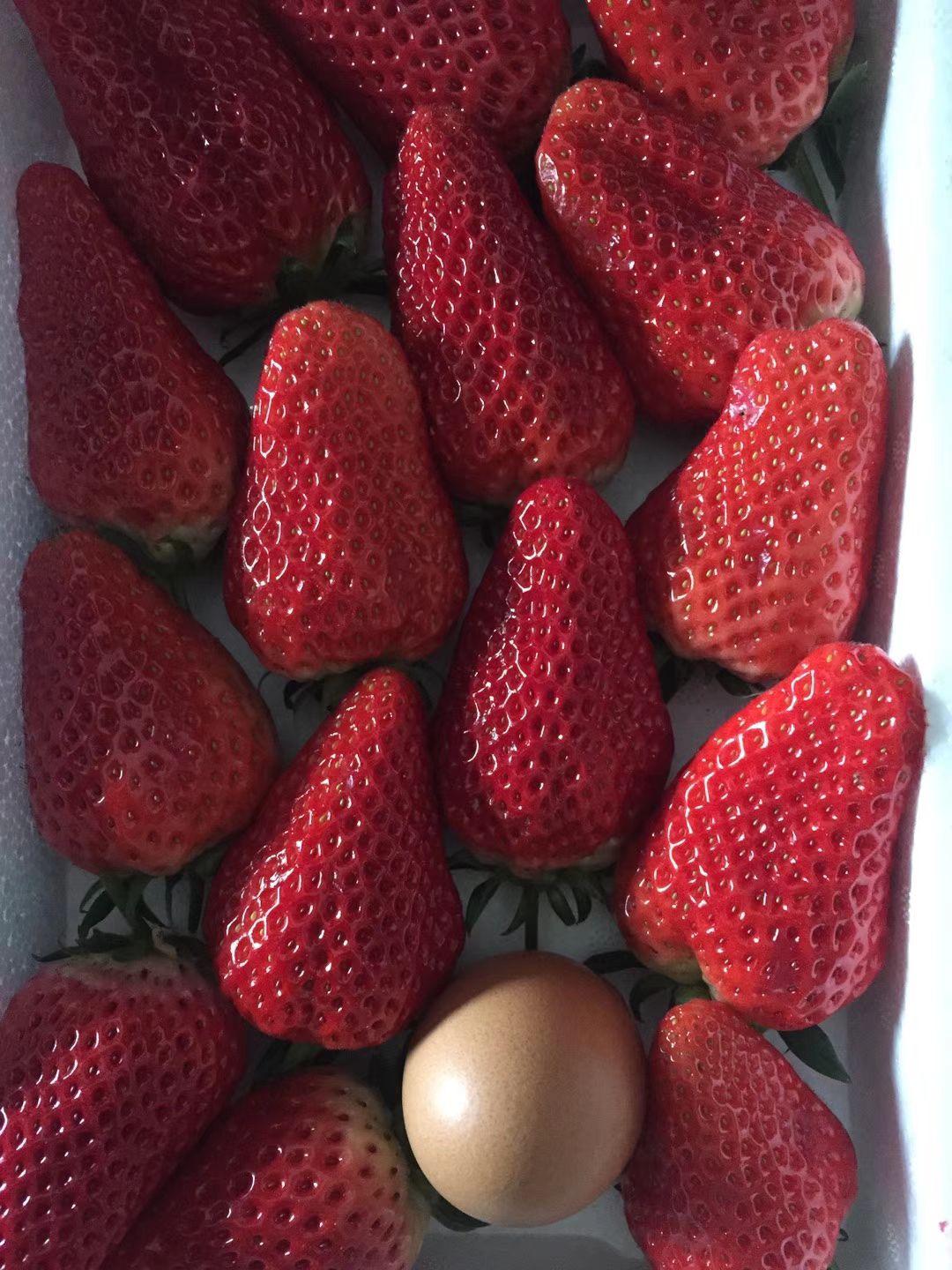 平度市章姬草莓苗 10公分以下 穴盘苗