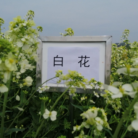 安顺纯菜籽油
