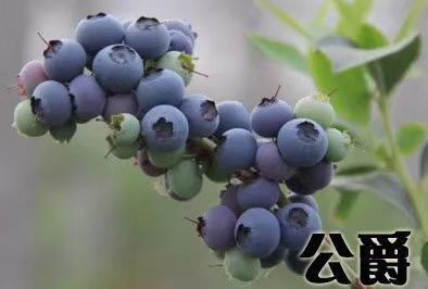 泰安蓝丰蓝莓苗