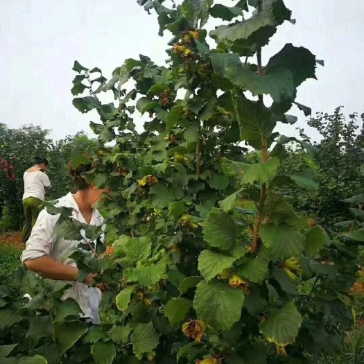 海林市 榛子苗