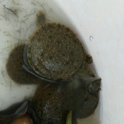广州中华鳖苗  大量现货批发甲鱼苗