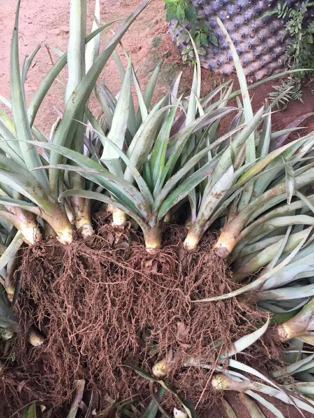 香水菠萝苗 皇后菠萝苗