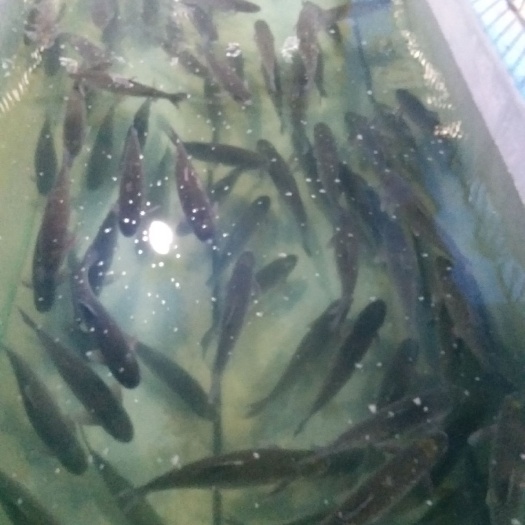 重庆市脆肉鲩 人工养殖