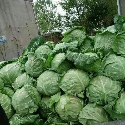 郯城县绿包菜  甘蓝