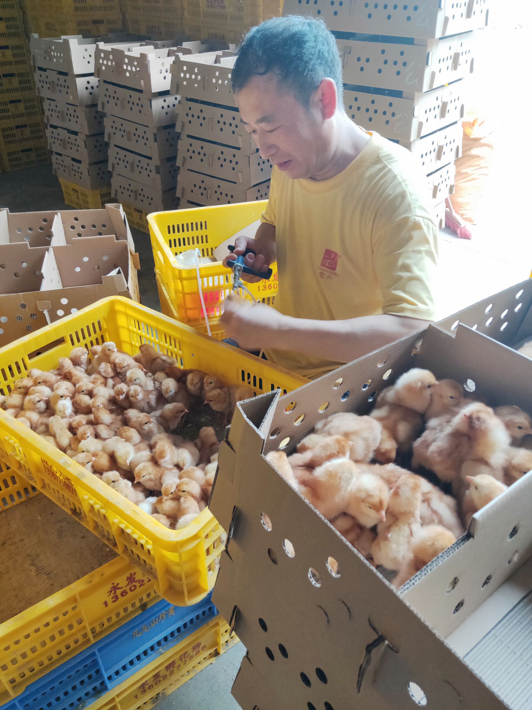 广州鸡苗孵化厂  海兰褐蛋鸡苗
