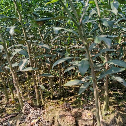 资阳香橙苗 移栽苗 0.5米以下