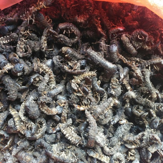 新平县爬沙虫