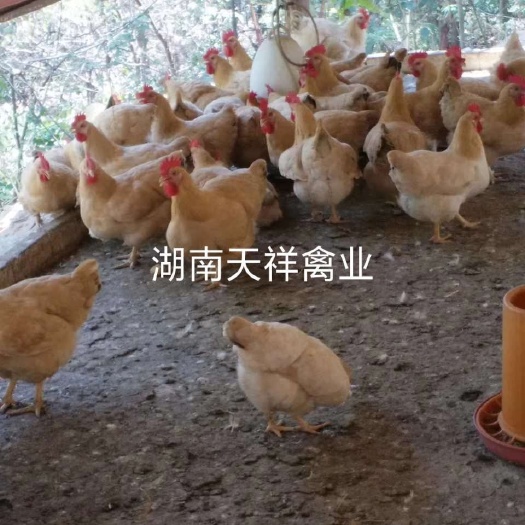 衡阳三黄鸡苗  三黄土鸡苗，黄土二鸡苗