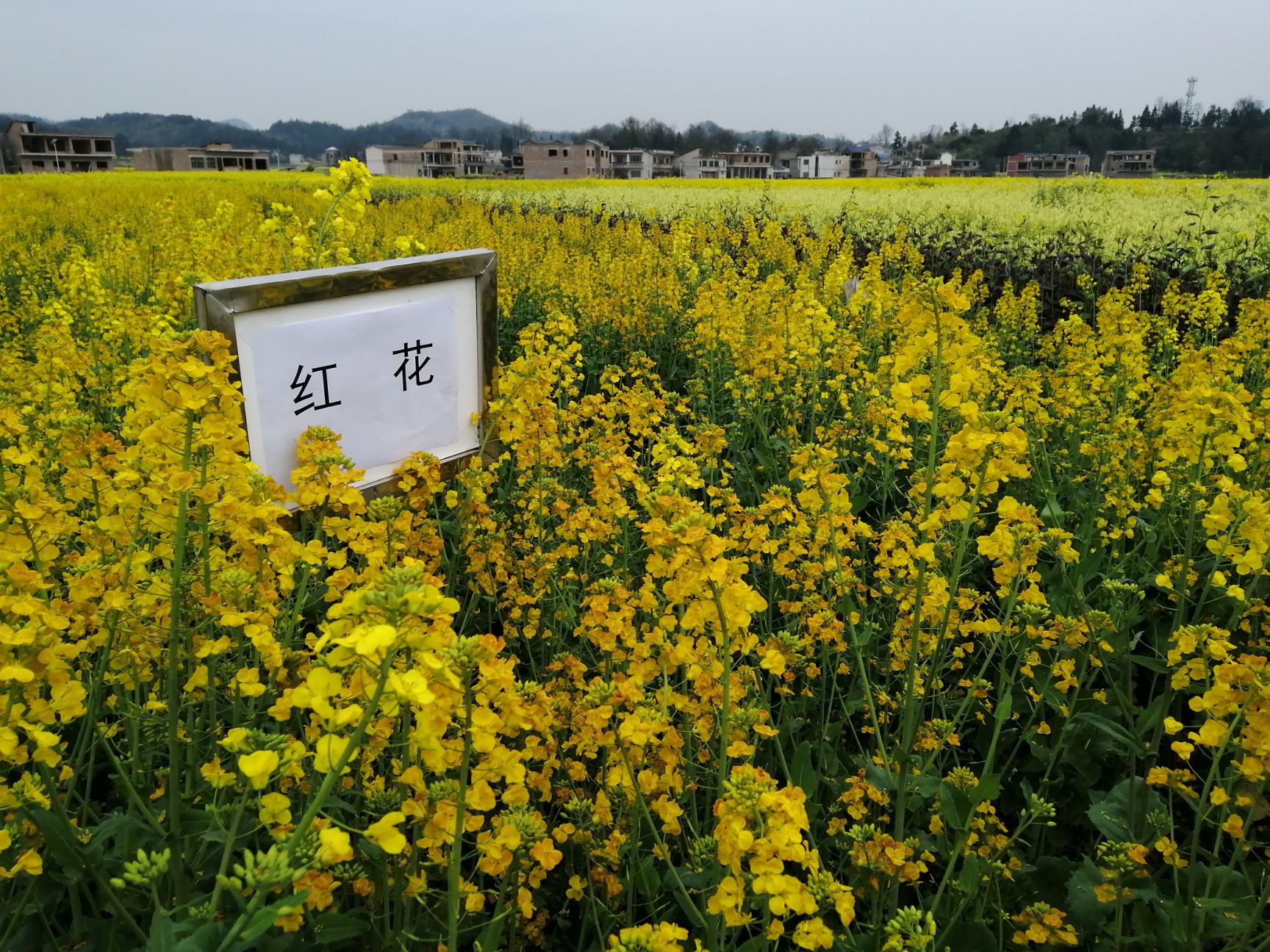 纯菜籽油