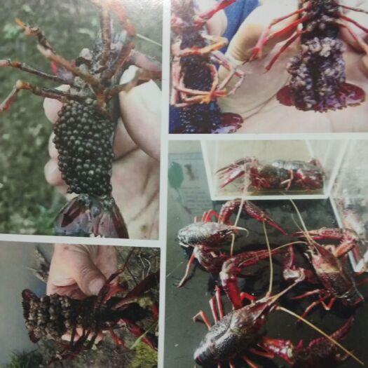 重庆市小龙虾苗