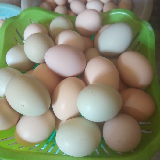 镇平县柴鸡蛋 食用 箱装