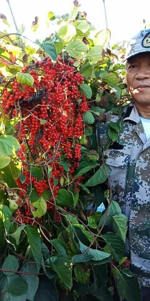 新宾县五味子苗 大田繁殖