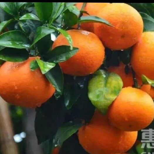 灵山县沃柑苗 嫁接苗 0.2~0.35米