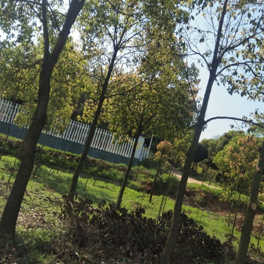 宁乡市小叶樟