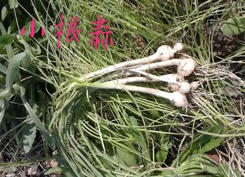 盧氏縣野蒜