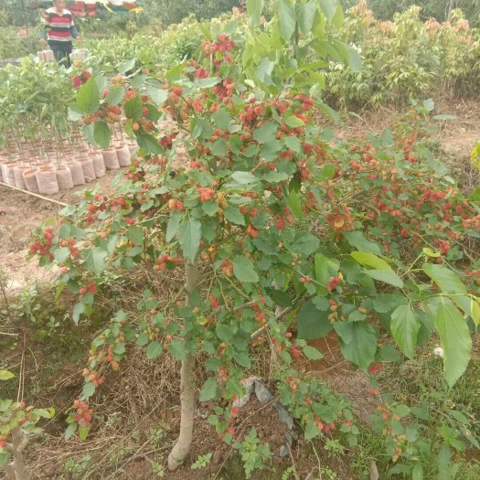 灵山县果桑苗