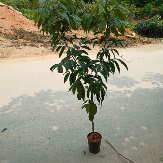 灵山县妃子笑荔枝苗