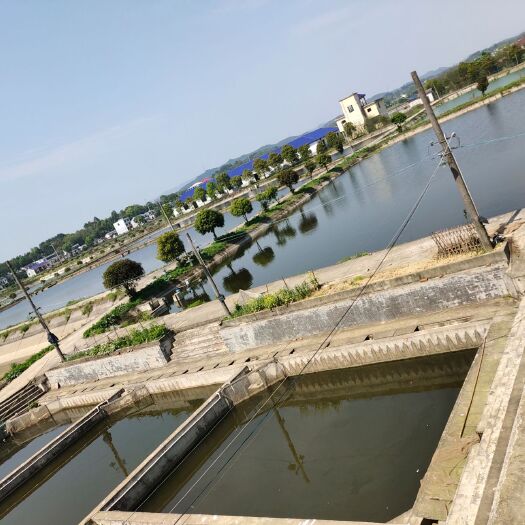宁乡市池塘鲤鱼 人工养殖 0.05公斤