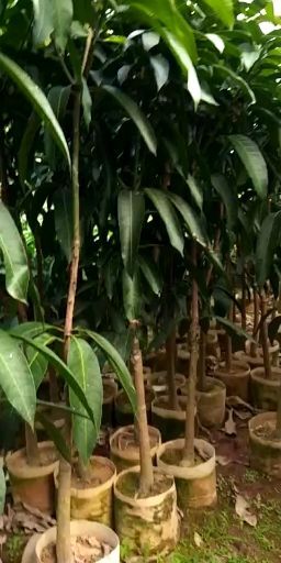 灵山县 金煌三公分芒果苗杯苗地苗