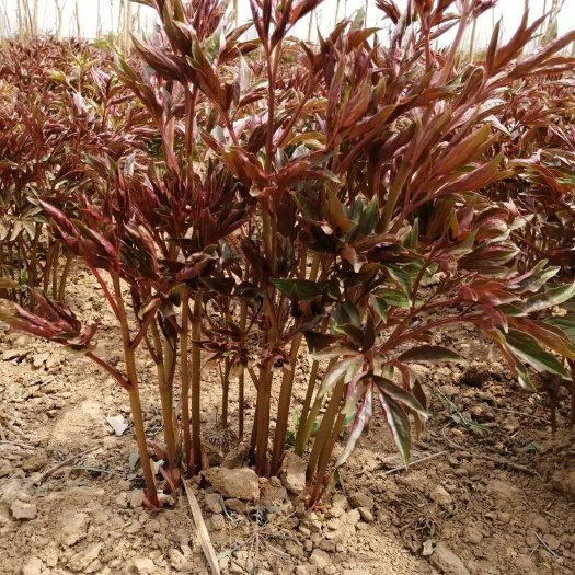 菏泽多花芍药 0.5米以下 2cm以下