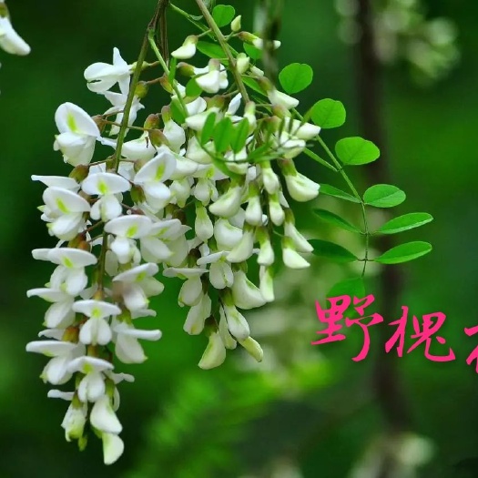 卢氏县槐花