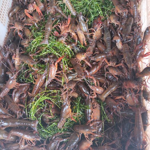 重庆市小龙虾苗