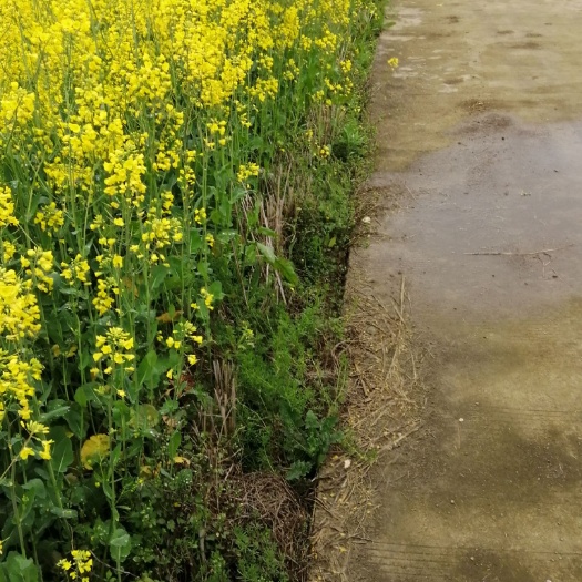 安顺蜂蜜彩色油菜子