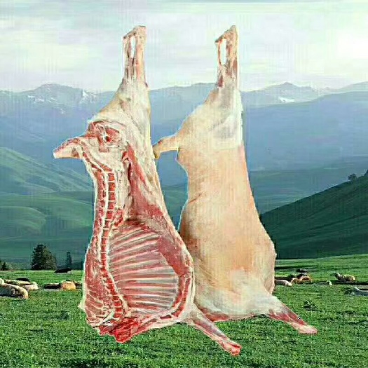 兰州小尾寒羊肉 生肉