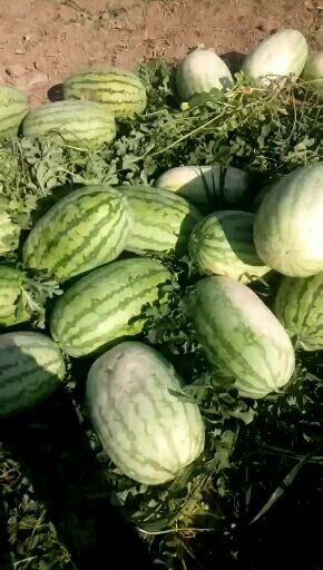 金城5号西瓜 10斤打底 9成熟 1茬 有籽