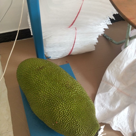 东方市泰国菠萝蜜 15斤以上