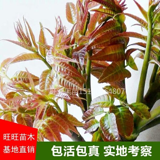 平邑县红油香椿苗 2公分以下
