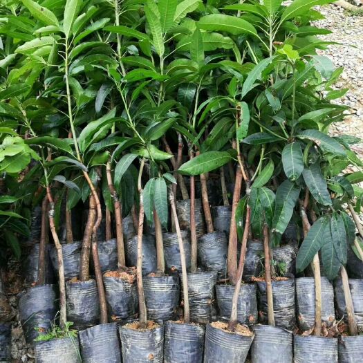 灵山县金煌芒果苗