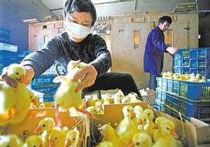 嘉祥县杂交鹅 4斤以下 统货 半圈养半散养