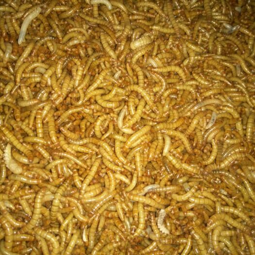 淄博黄粉虫