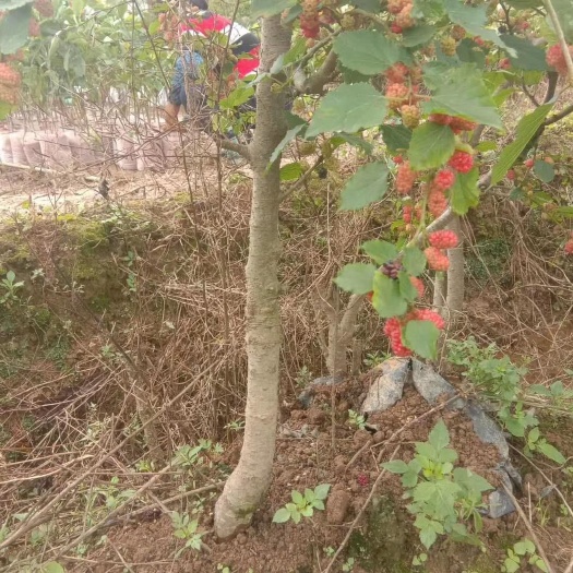灵山县果桑苗