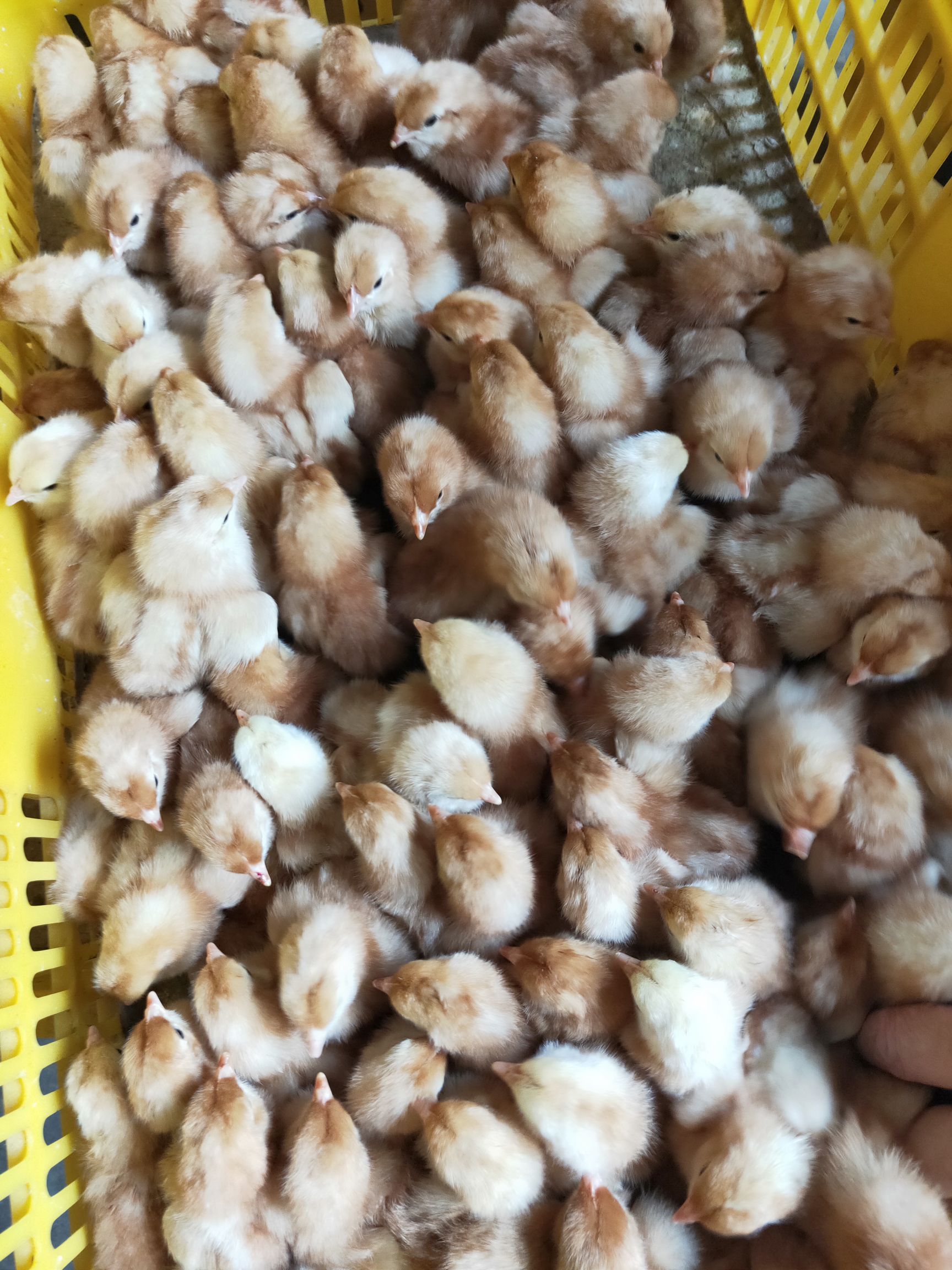 广州鸡苗孵化厂  海兰褐蛋鸡苗