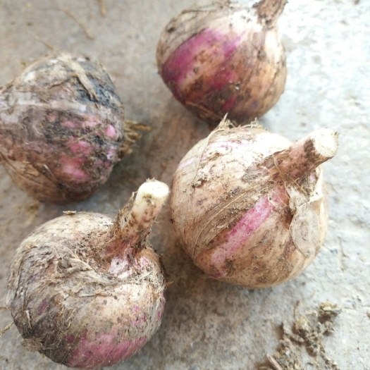 鹤庆县独头蒜 4.5cm以下 独头