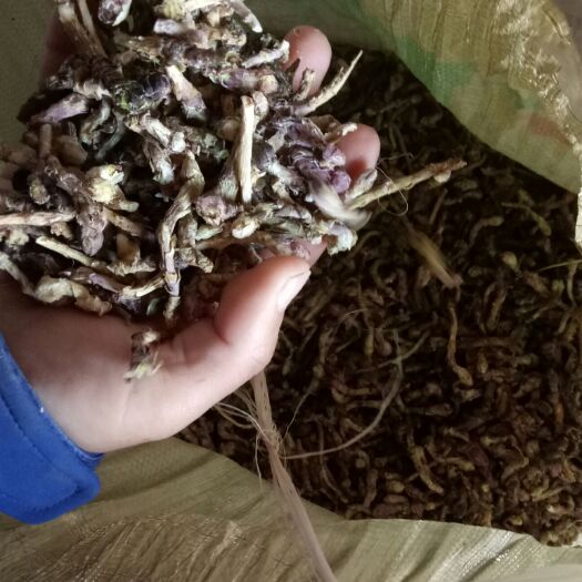 奈曼旗款冬花