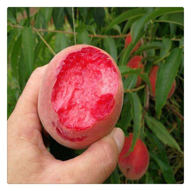 春雪桃树苗 0.5米以下