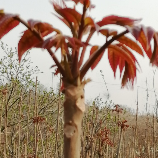 临朐县红香椿芽 保证产品新鲜
