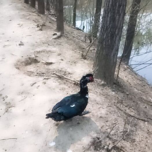 沭阳县绿壳蛋鸡苗