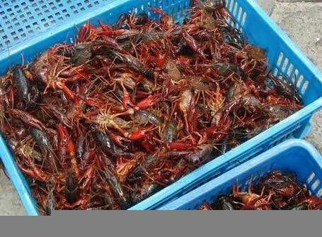 沛县清水小龙虾 4-6钱 人工养殖