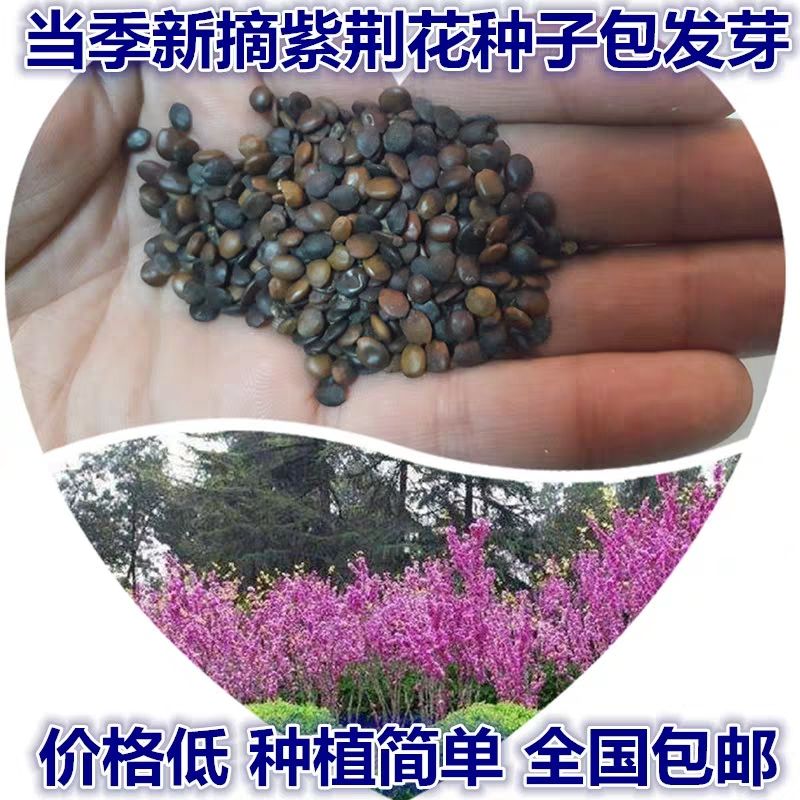 淮安紫荆花种子 巨花卉种子