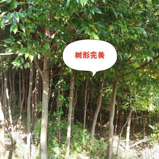 乐昌市樟树苗 阴香树苗