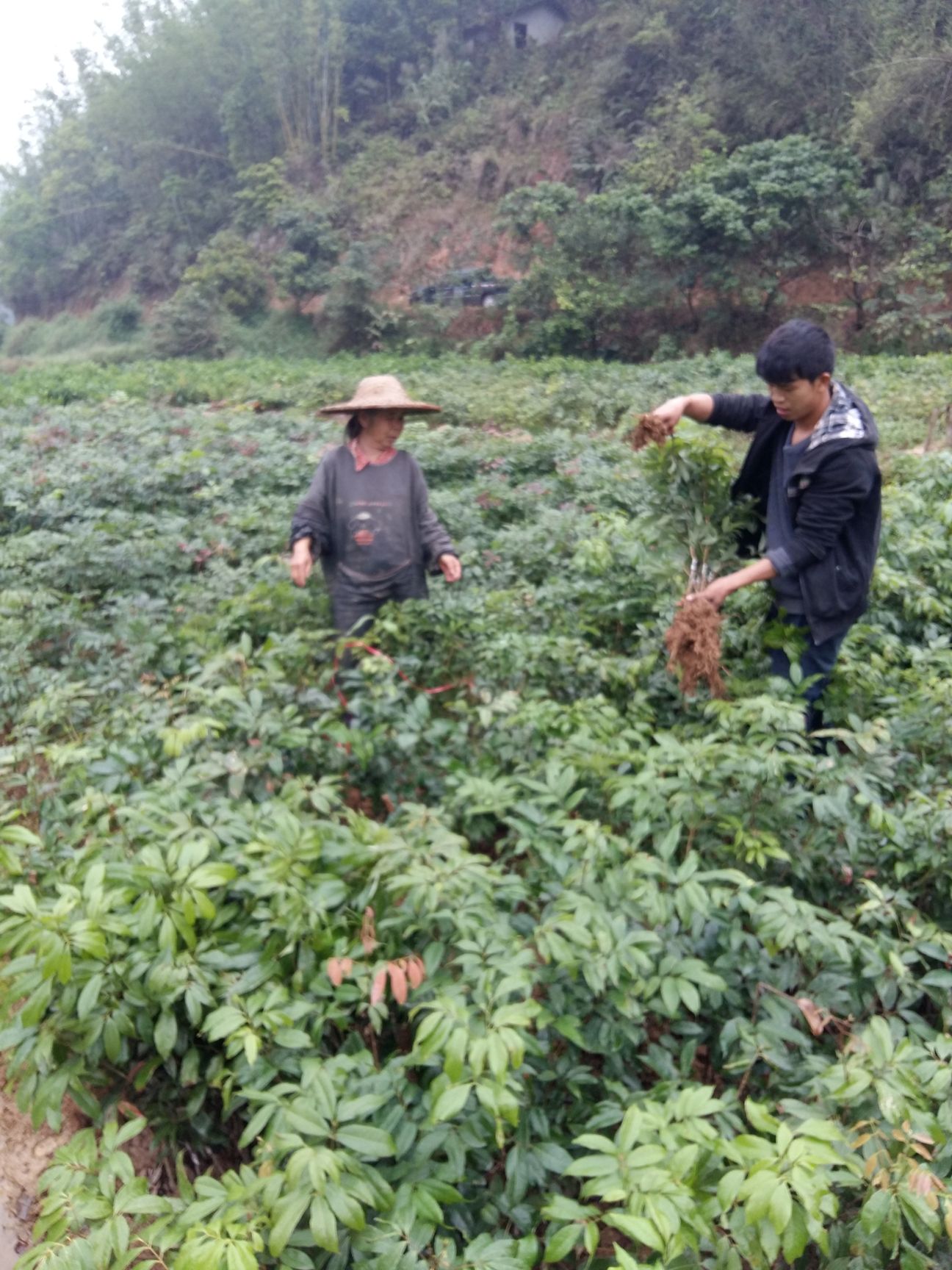妃子笑荔枝苗  广西桂味荔枝妃子笑三月红