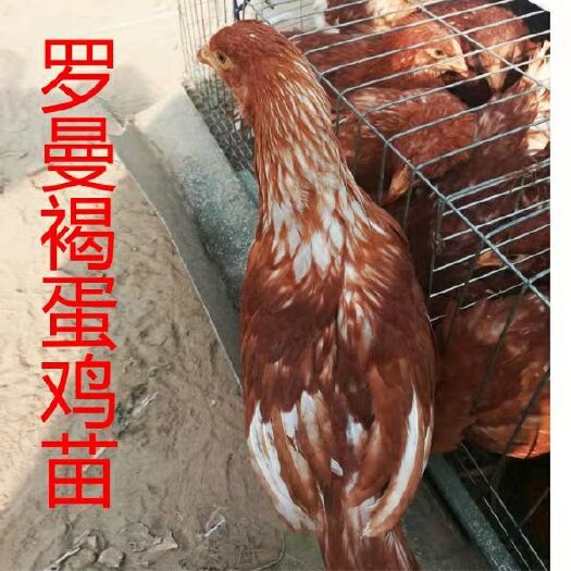 广州广州鸡苗孵化厂  海兰褐蛋鸡苗