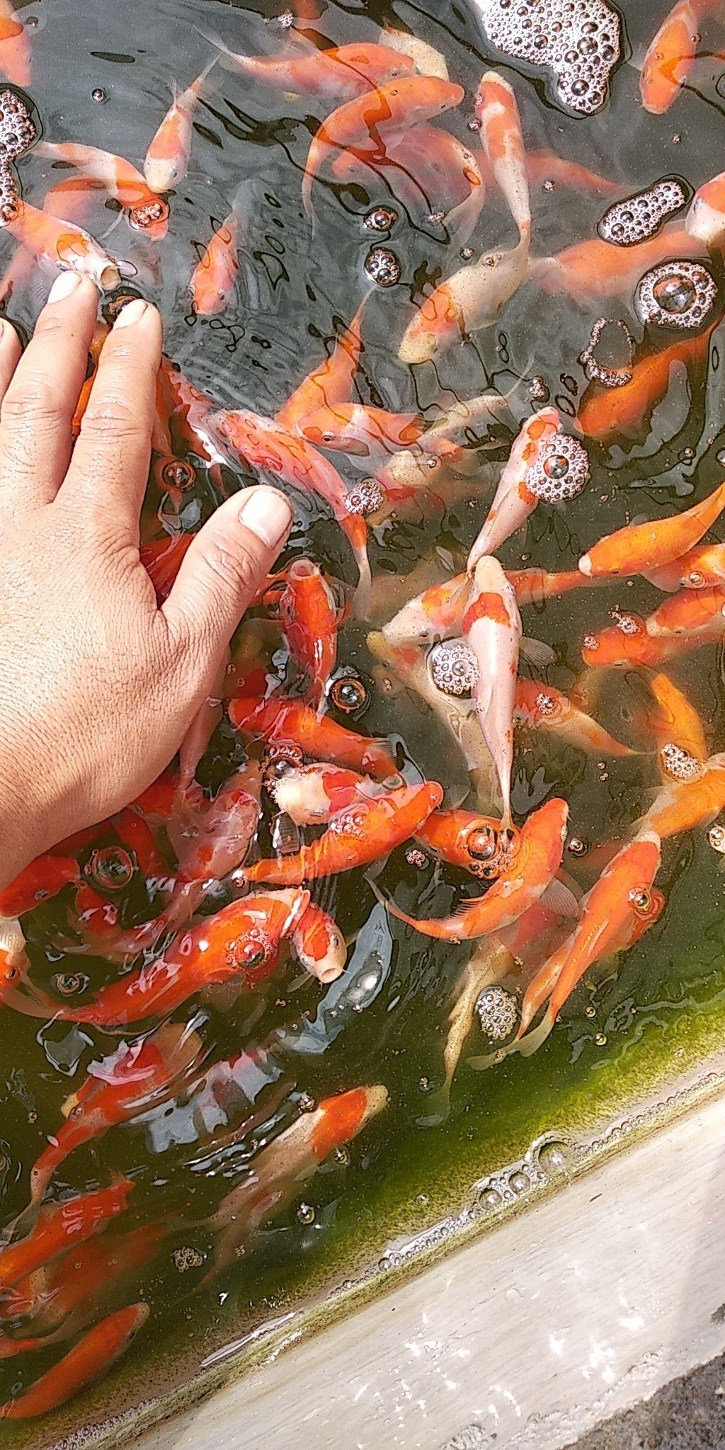 錦鯉魚苗