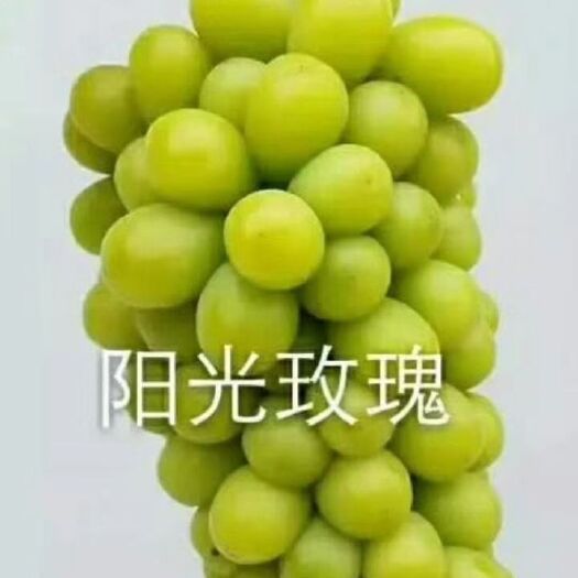 新民市阳光玫瑰葡萄苗